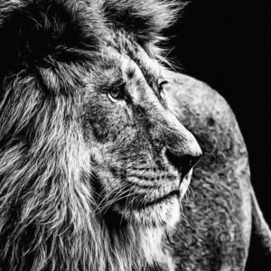 The 10 most beautiful animals glass paintings eliassen.co.uk 1