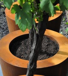 images Eliassen Plantenbak Cortenstaal Rond 8