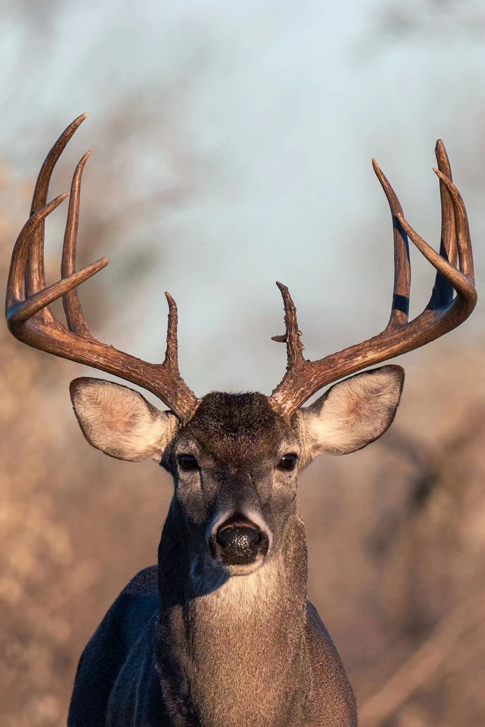 images glasschilderij hert - eliassen.nl