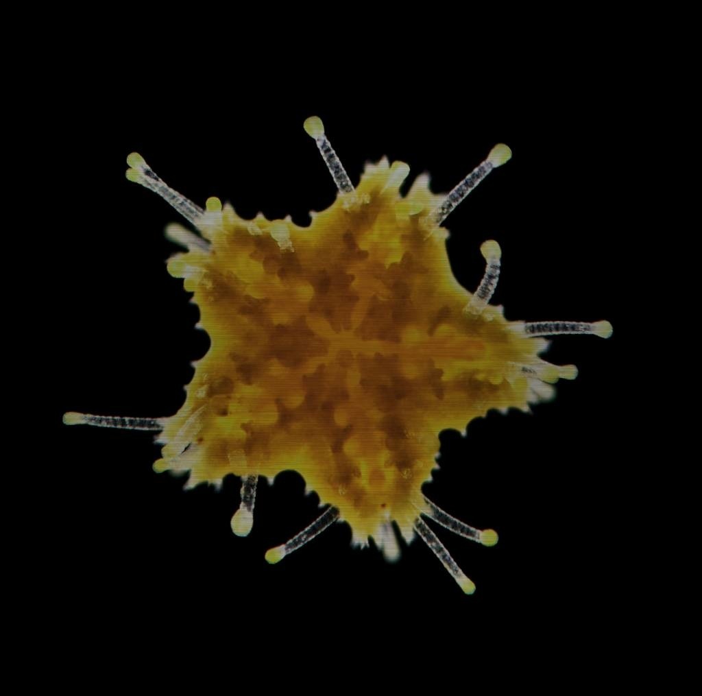 images urb-wonderful-life-018-188-74x74-rvs-mko