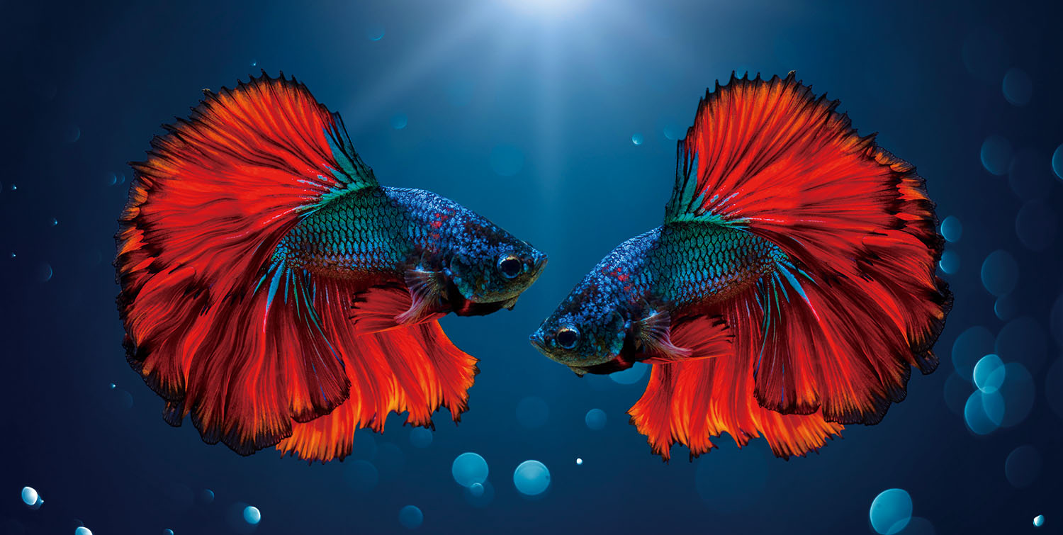 images glasschilderij vissen blauw en rood - Eliassen.nl