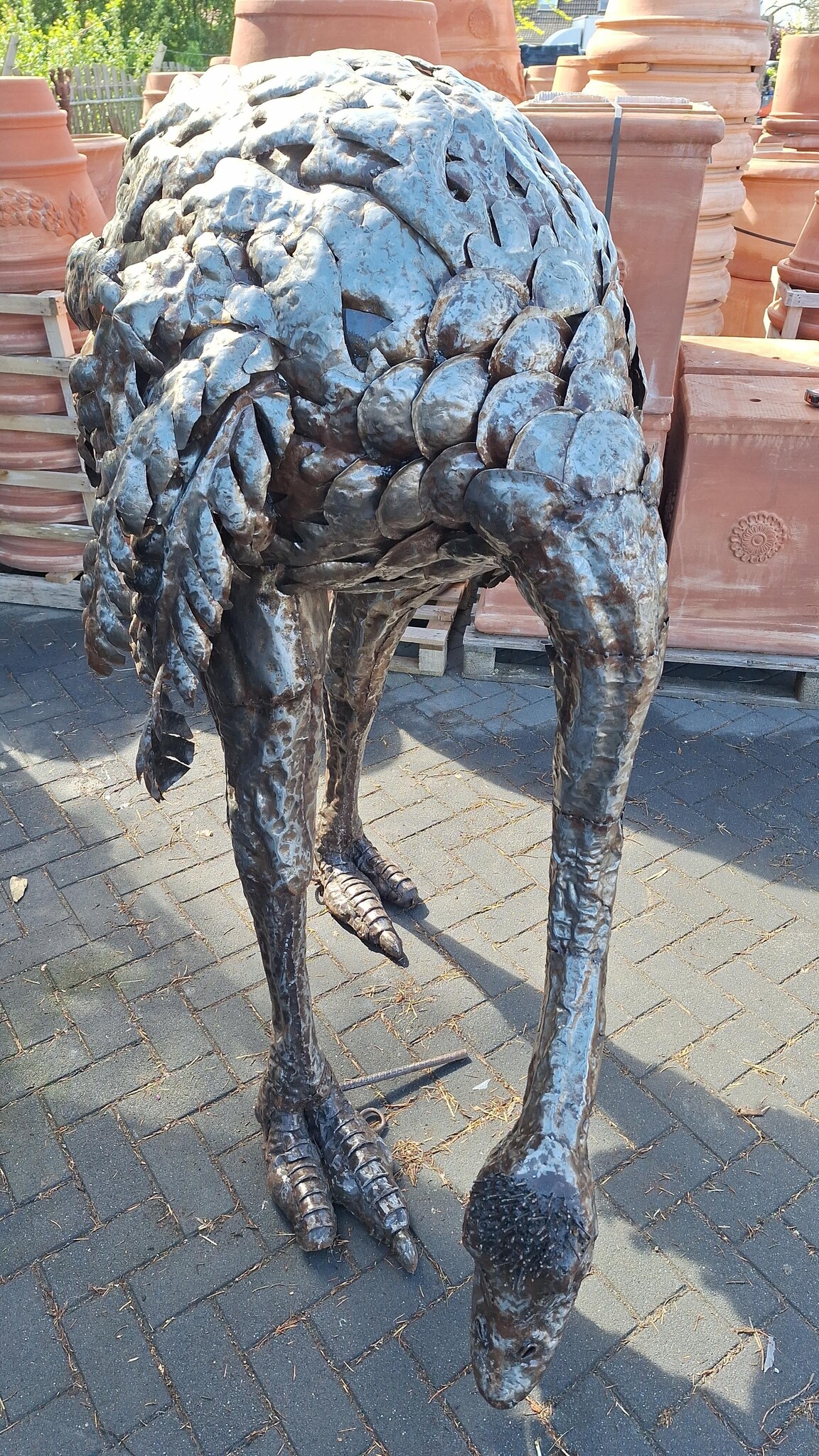 images Struisvogel levensgroot Eliassen.nl