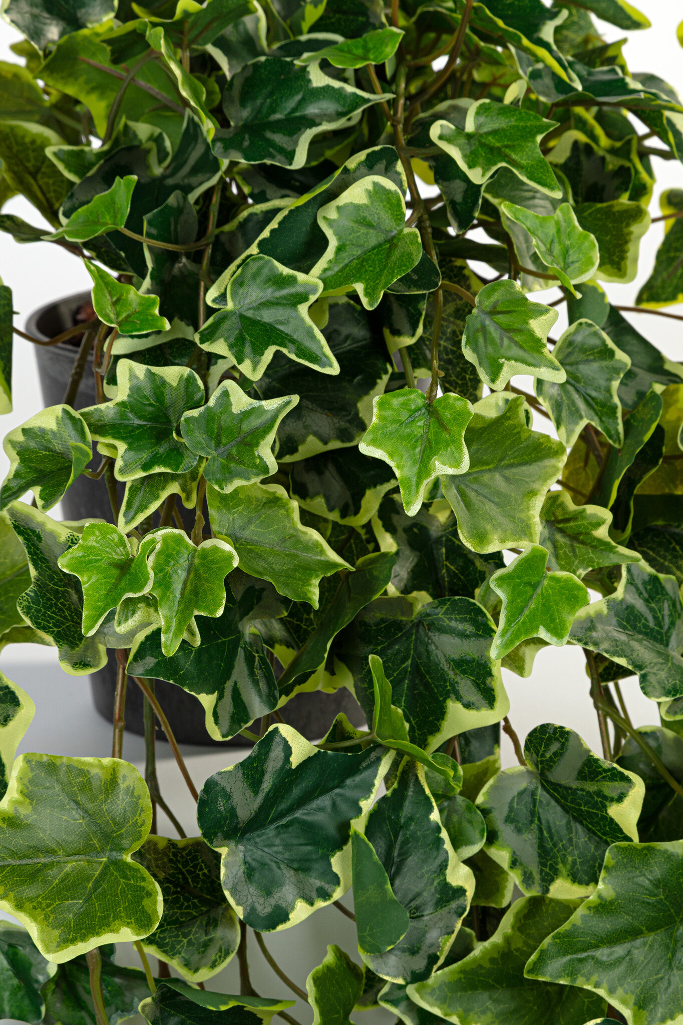 images 10053pvar, 10053ppvar