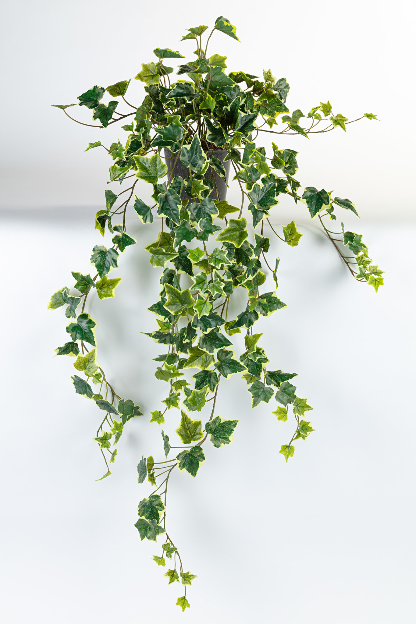 images Kunst hangplant Hedera bont 105cm Eliassen.nl 10104p
